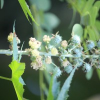 Ricinus communis L.